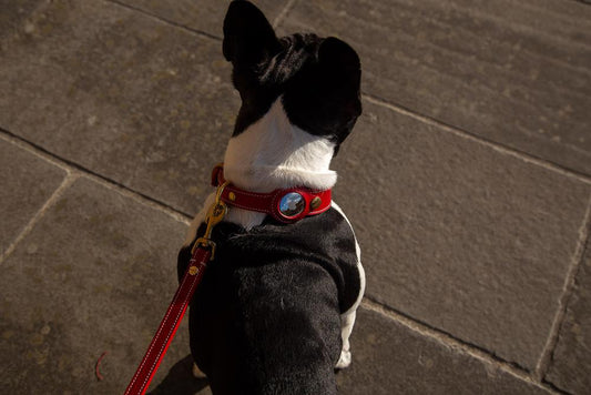 leather airtag dog collar