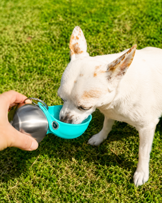 Blue PawCare™ portable dog water bottle with 285ml capacity, designed for travel and outdoor use for pets.